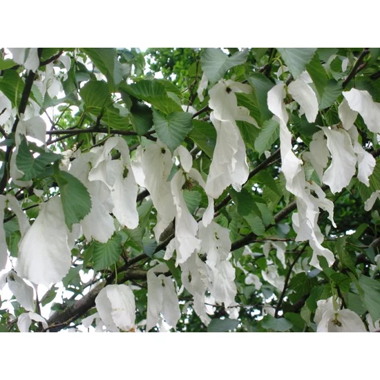 Galambfa    DAVIDIA INVOLUCRATA 150/175 K30