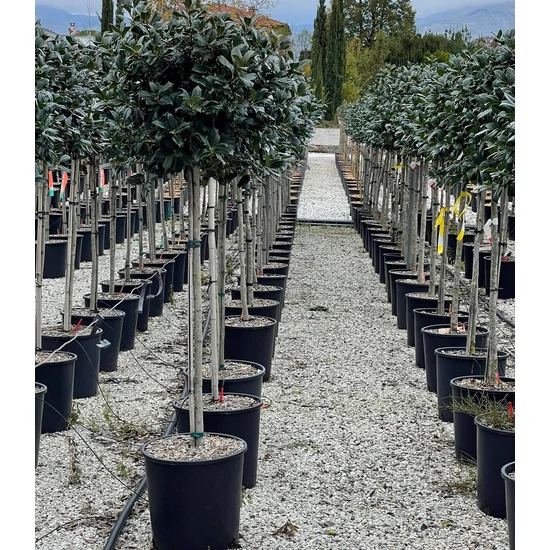 Közönséges magyal   ILEX MUTCHAGARA NELLIE R. STEVENS T1/2 K18