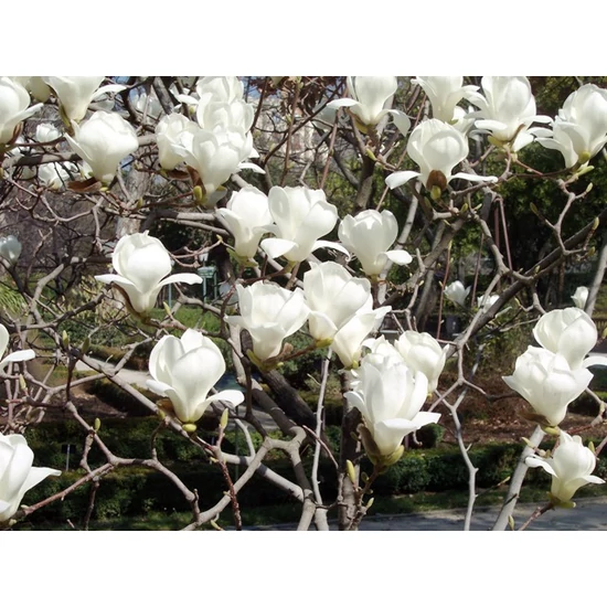 Hófehér liliomfa   MAGNOLIA DENUDATA YULAN 12/14 K55