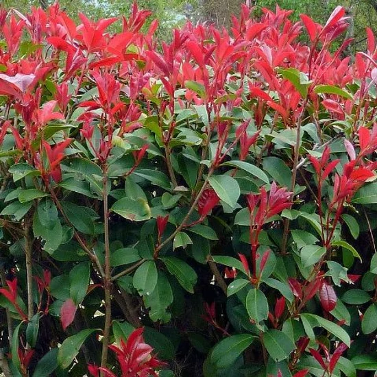 Örökzöld korallberkenye   PHOTINIA X FRASERI CARRE ROUGE K5