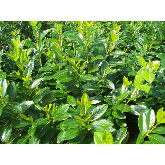 Közönséges babérmeggy PRUNUS LAUROCERASUS NOVITA 140/+ K10