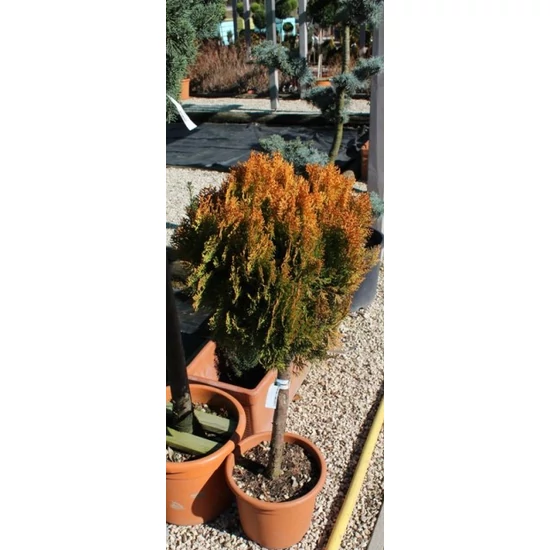 Aranylombú keleti tuja  THUJA ORIENTALIS COMPACTA AUREA NANA T1/2 K15