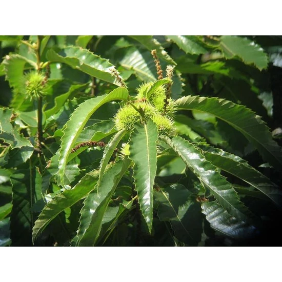 Szelídgesztenye Castanea sativa