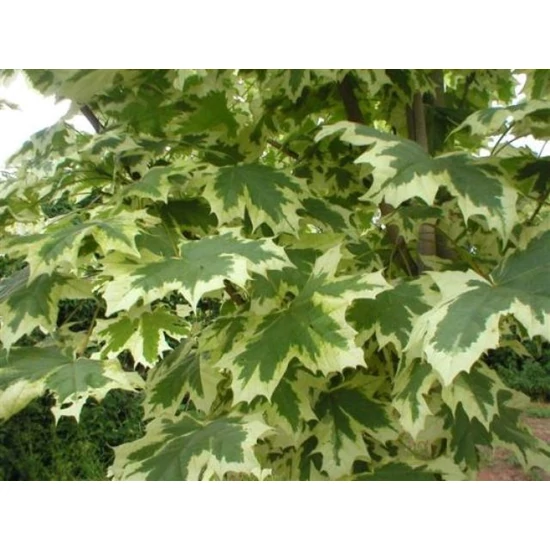 Korai juhar   ACER PLATANOIDES DRUMMONDII 8/10 K35