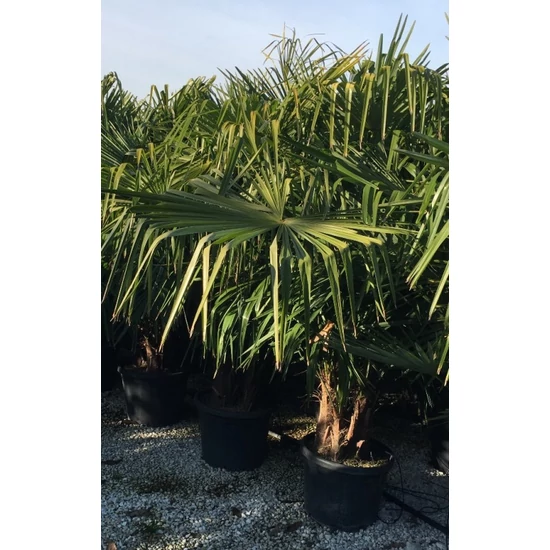 Kínai kenderpálma  CHAMAEROPS EXCELSA TISZTÍTOTT TÖRZS T180 K110