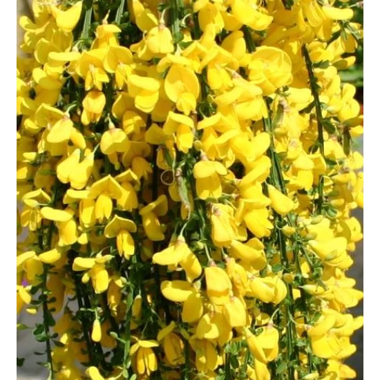 Korai zanót   CYTISUS SCOPARIUS FAJTÁK T80CM K7,5