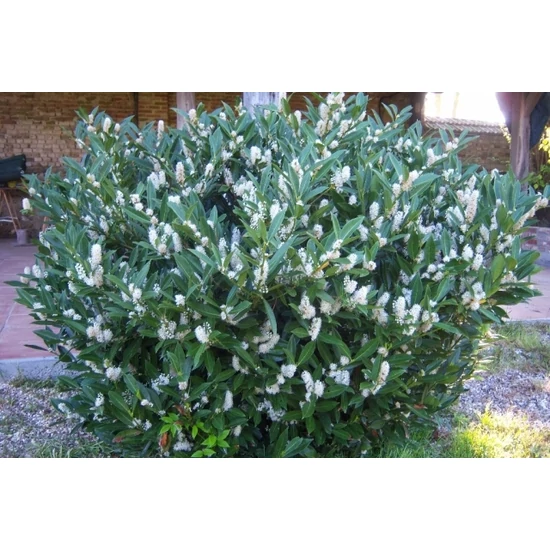Keskenylevelű babérmeggy   PRUNUS LAUROCERASUS OTTO LUYKEN T120 K10