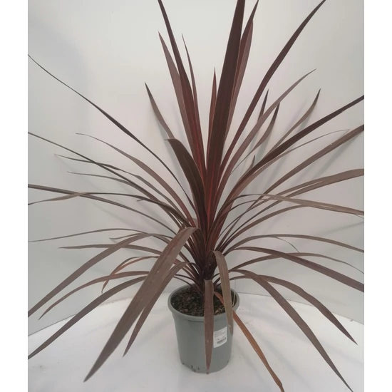 Bíbor bunkóliliom CORDYLINE AUSTRALIS RED STAR 60/70 K2,5