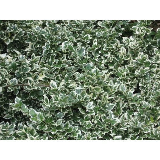 Repkény kecskerágó   EUONYMUS FORTUNEI EMERALD GAIETY 10/15 CS9