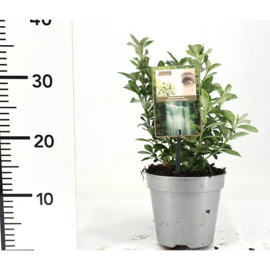 Japán kecskerágó   EUONYMUS JAPONICUS PIERROLINO 25/+ CS17