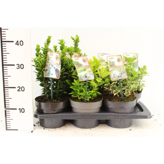 Japán kecskerágó EUONYMUS JAPONICUS AUREOMARGINATUS 25/30 K2,5