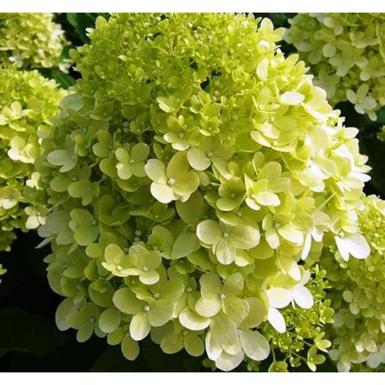 Bugás hortenzia   HYDRANGEA PANICULATA LIMELIGHT T1/2 K14