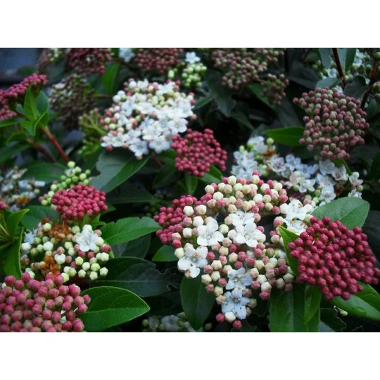 Téli bangita   VIBURNUM TINUS EVE PRICE 20/25 CS17
