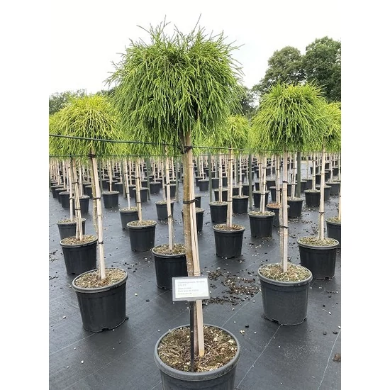 Aranyszínű szavára hamisciprus  CHAMAECYPARIS PISIFERA SUNGOLD T75 K12,5
