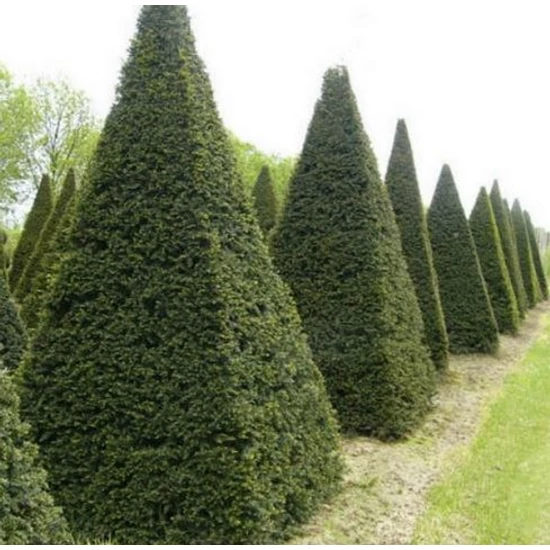 Közönséges tiszafa   TAXUS BACCATA PIRAMISRA NYÍRT 50/60 K5