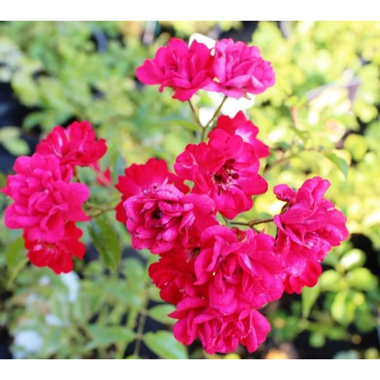 Talajtakaró rózsa ROSA TALAJTAKARÓ FAJTÁK K3