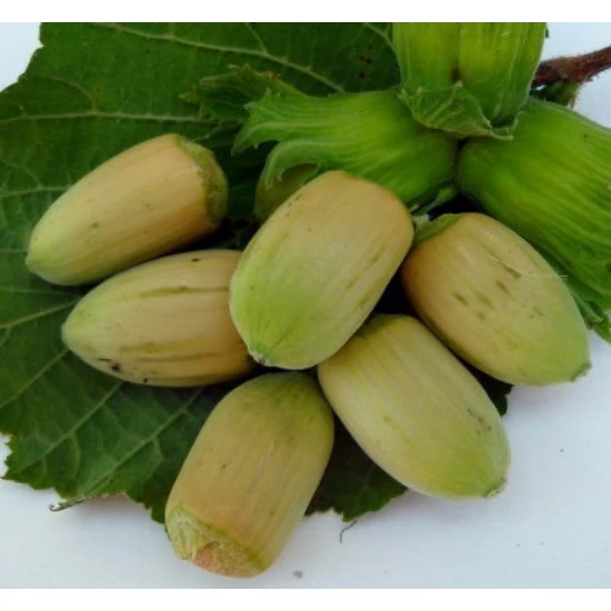 Mogyoró CORYLUS AVELLANA LANG TIDLIG ZELLER 80/100 K6