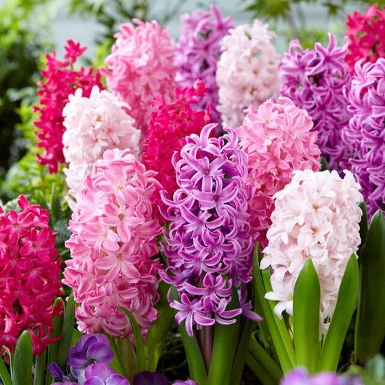  Kerti jácint HYACINTHUS ORIENTALIS 6 HAGYMA/TÁL