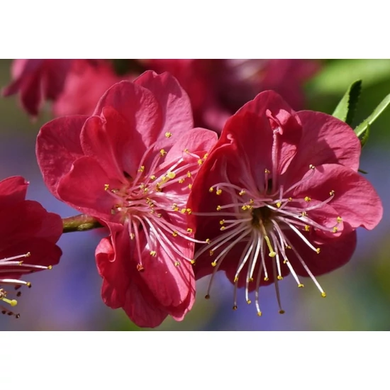Melred őszibarack Prunus persica 