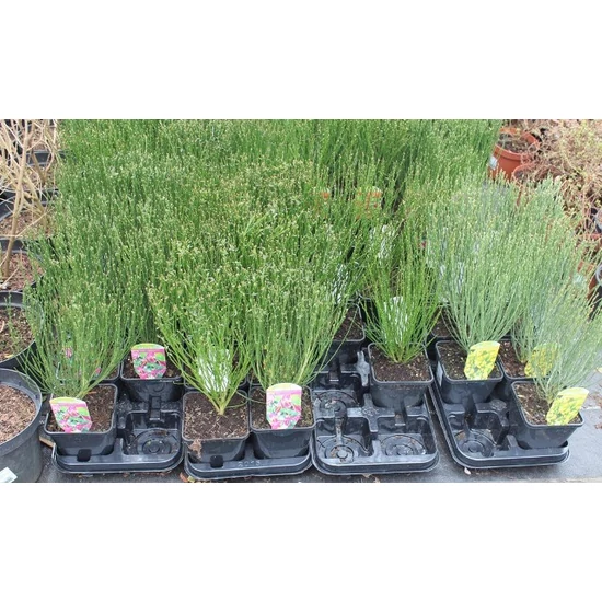 Korai zanót   CYTISUS FAJTÁK T60 K5