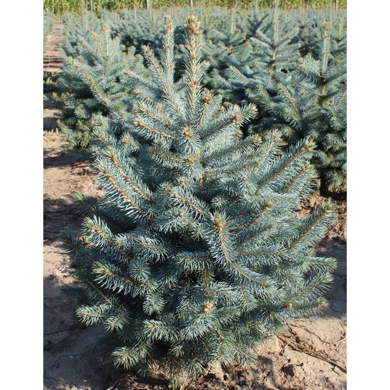 Ezüstfenyő PICEA PUNGENS SUPER BLUE SEEDLING CS9
