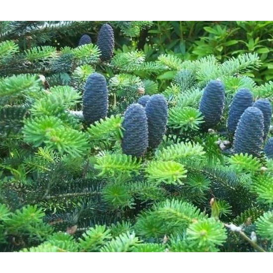 Koreai jegenyefenyő ABIES KOREANA ALPIN STAR 25/30 K8