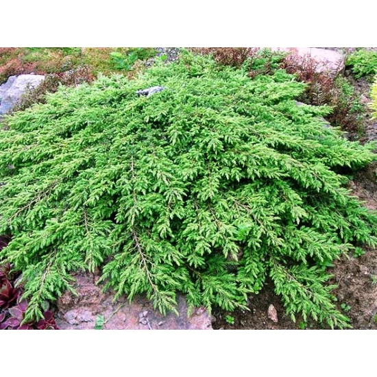 Közönséges boróka   JUNIPERUS COMMUNIS GREEN CARPET 30/40 K8
