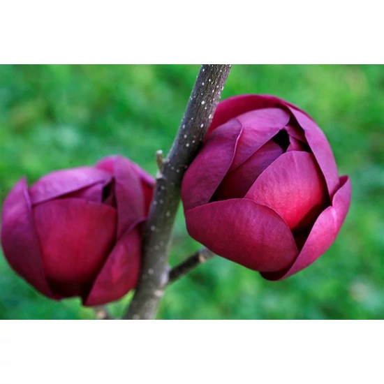 Liliomfa    MAGNOLIA BLACK TULIP 160/180 K65
