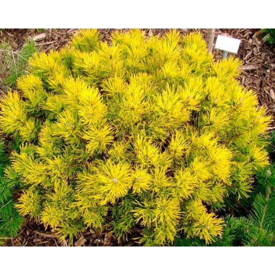 Aranylombú havasi törpefenyő  PINUS MUGO CARSTEN'S WINTERGOLD T45 30CM K12.5