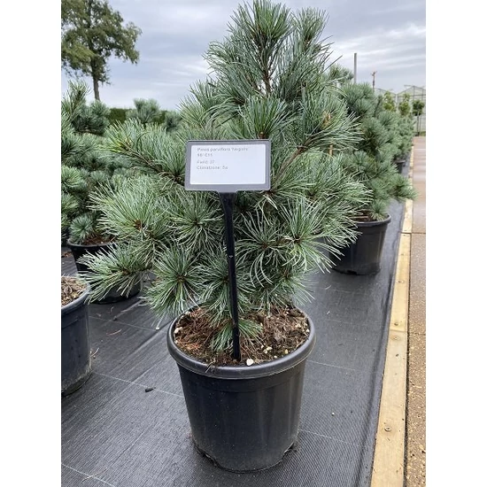 Japán fehérfenyő   PINUS PARVIFLORA NEGISHI 40/50 K11