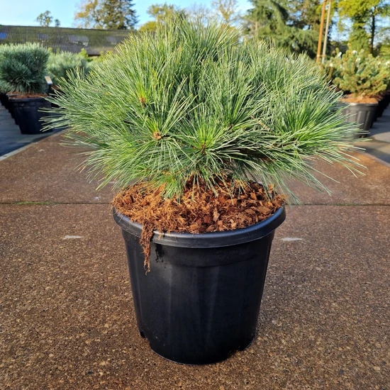 Simafenyő PINUS STROBUS BERGMAN'S MINI 40/50 K18