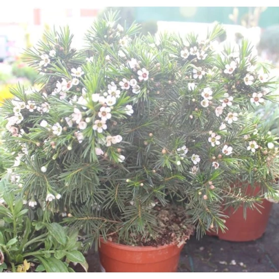 Viaszvirág CHAMAELEUCIUM UNCINATUM WAXFLOWER K3