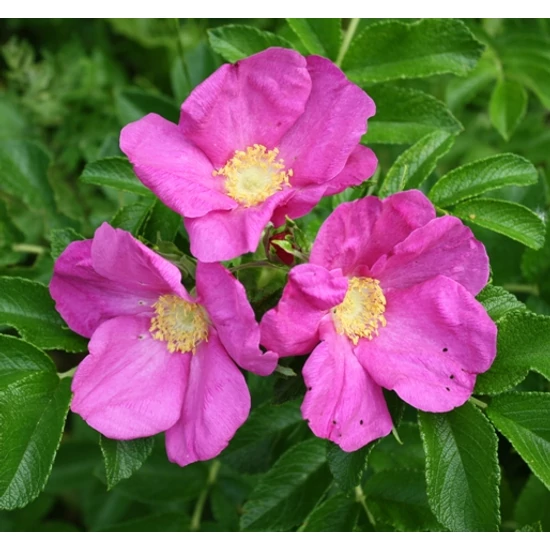 Ráncoslevelű rózsa RUGOSA 15CM K3   