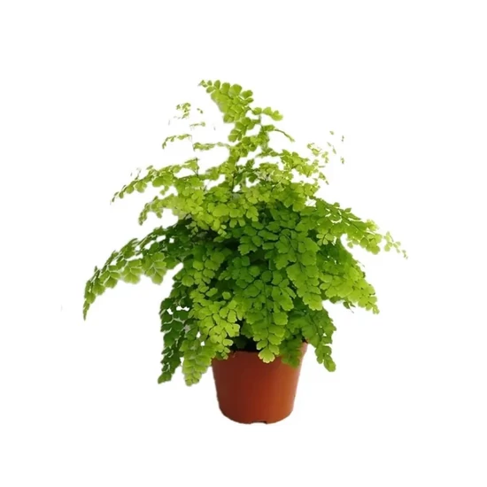 Vénuszfodorka ADIANTUM RADDIANUM FRAGRANS CS14
