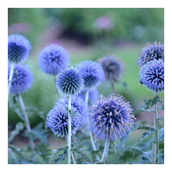 Szamárkenyér ECHINOPS BANNATICUS BLUE GLOBE K1,5