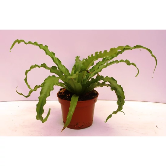 Madárfészekpáfrány ASPLENIUM CS12