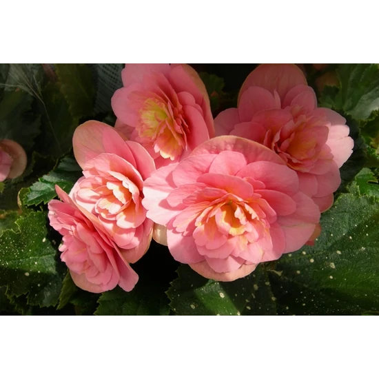 Begonia BEGONIA ELATIOR ADONIA PINK CS14