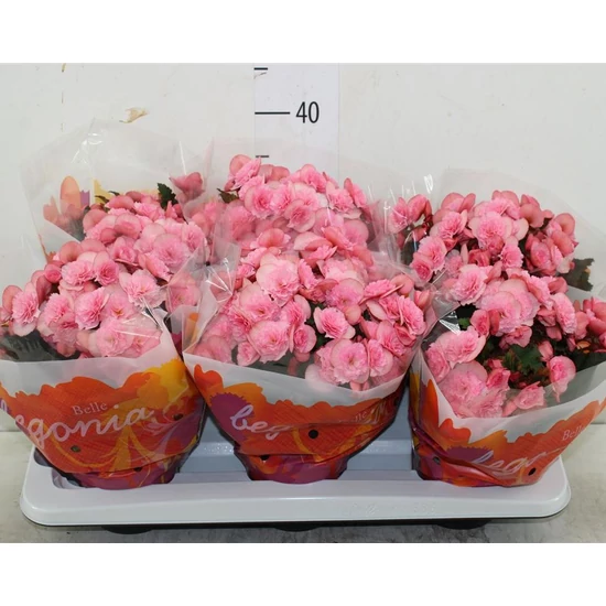 Begónia BEGONIA BORIAS CS14   