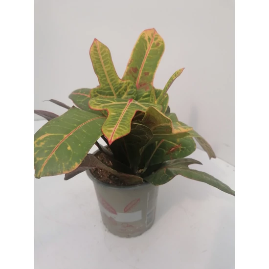 Kroton CODIAEUM EXCELLENT CS13