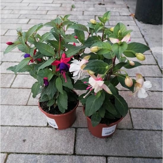 Fukszia FUCHSIA CS10,5