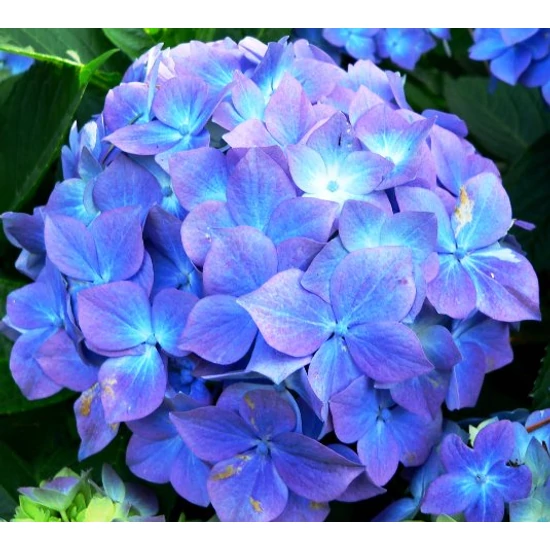 Hortenzia    HYDRANGEA 15/20 CS14