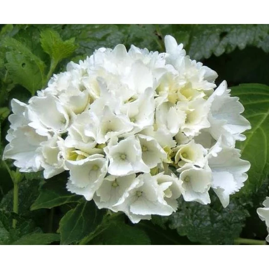Hortenzia HYDRANGEA MACROPHYLLA WUDU CS15