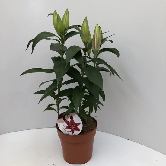 Liliom LILIUM 4 NÖVÉNY/CSERÉP CS17