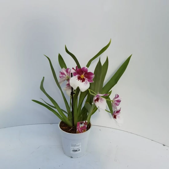 Árvácskaorchidea 1 ÁGAS CS12  