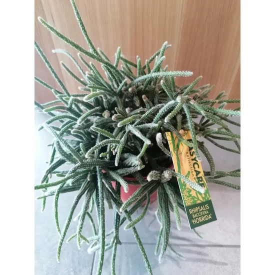 Vesszőkaktusz RHIPSALIS HORRIDA CS12