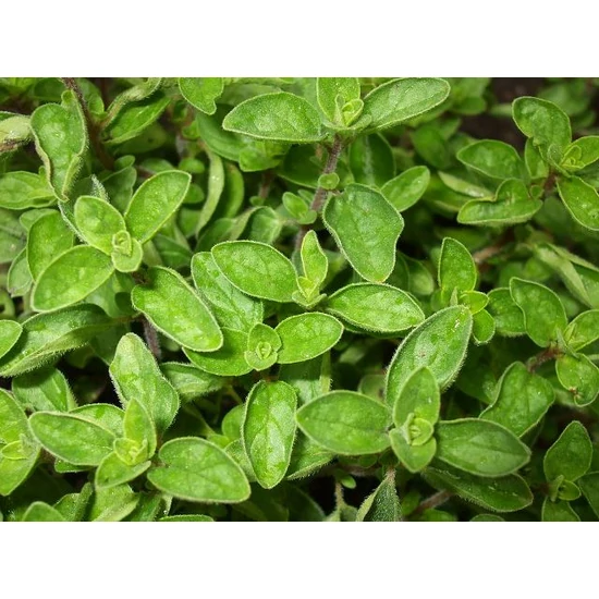 Oregánó ORIGANUM VULGARE CS14