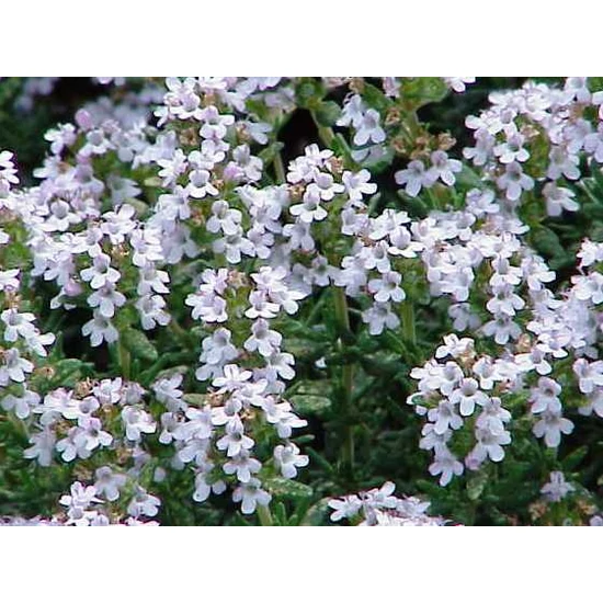 Kerti kakukkfű THYMUS CYTRINUS CS9