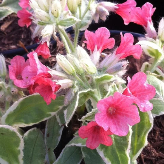 Tüdőfű PULMONARIA RUBRA SALMON GLOW CS15