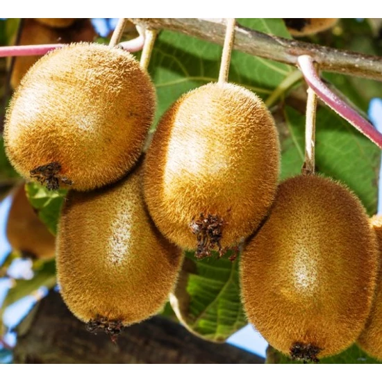 Jenny kivi Actinidia deliciosa