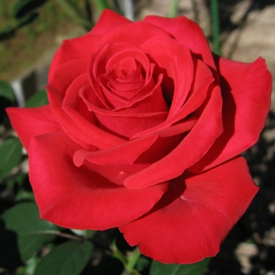Bokorrózsa ROSA ZEPETI 20/25 K3